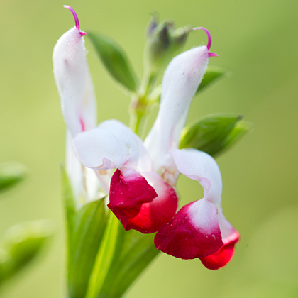 Salvia Hotlips is met zijn tweekleurige bloem een van de meest kenmerkende salvia's, maar hij kan ooktijdelijk alleen witte, of helemaal rode bloemen vormen.